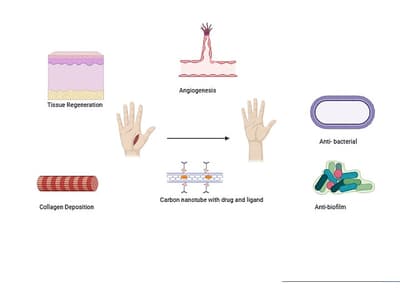A Review on Green Synthesis of Carbon Nanoparticles and its Biomedical and Wound Healing Applications