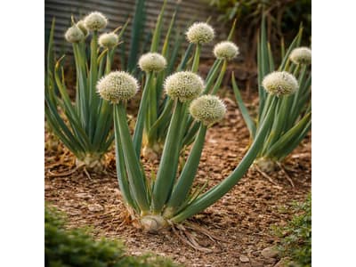 Bioactive Secondary Metabolites of Allium fistulosum L.: Nutraceutical and Pharmacological Implications