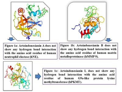 Docking Analysis of 17 Selected Artoindonesianins as Human Neutrophil Elastase, Matrix Metalloproteinase 9 and G9A like Protein Lysine Methyl Transferase Modulating agents.