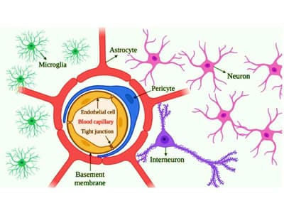 Targeted Neurotherapeutics: A Review of Bacopa monnieri Delivery Strategies for Neurodegeneration