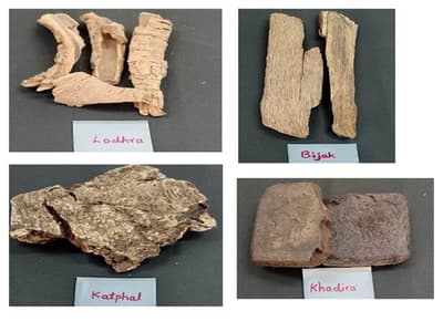 Phytochemical Profiling and Bioactivity Assessment of Traditional Medicinal Plants as Innovative Therapeutics for Wound Care Applications