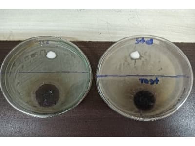 The Efficacy of a Topical Antifungal Preparation from Hibiscus sabdariffa: A Formulation and In-vitro Analysis