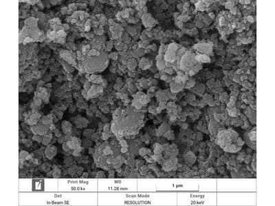 Regulatory Mechanisms of Cell Death Induced by Lactobacillus buchneri, Chlorella vulgaris Probiotics, and Chitosan-Conjugated Phytochemicals in Pancreatic Cancer Cells