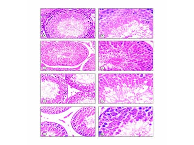 Pongamia pinnata Stem Bark Extract Induced Changes in Testicular Function in Male Wistar Rats