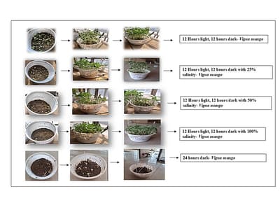 Stress-Induced Phytochemical Enhancement and in vitro Antidiabetic and Anti-Inflammatory Activities of Soil-Grown Urad Microgreens: A Comparative Study