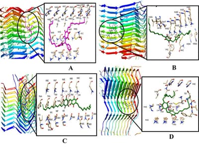 Identification of Potential Plant-Based Bioactive Compounds as α-Synuclein Targets via Molecular Docking and Molecular Dynamics Simulations