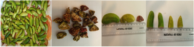 Coccinia indica fresh and dried fruits