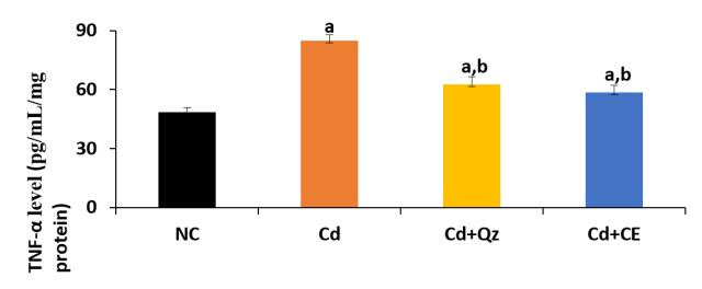 TNF - α level in the testis of rats in the different experimental groups. Values are expressed as mean±SD, n=5. a=p<0.05 vs NC, b=p<0.05 vs Cd.