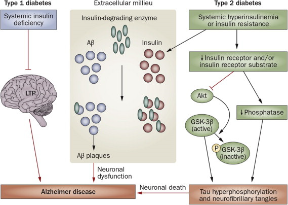Altered insulin signaling in diabetes mellitus and contribution to Alzheimer’s disease pathophysiology.