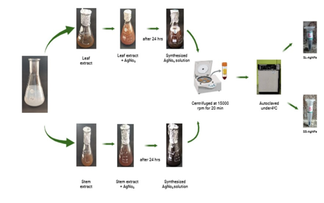 Schematic diagram illustrating the synthesis of silver nanoparticles using the leaf and stem extract of Secamone emetica