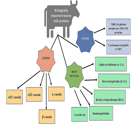 Types of Bovine Milk Proteins