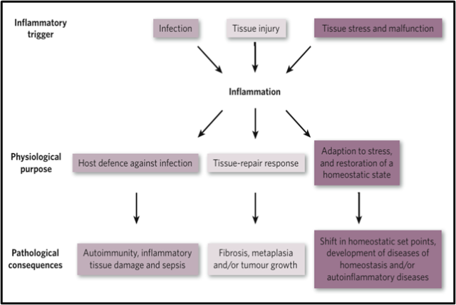 Causes, physiological and pathological outcomes of Inflammation.
