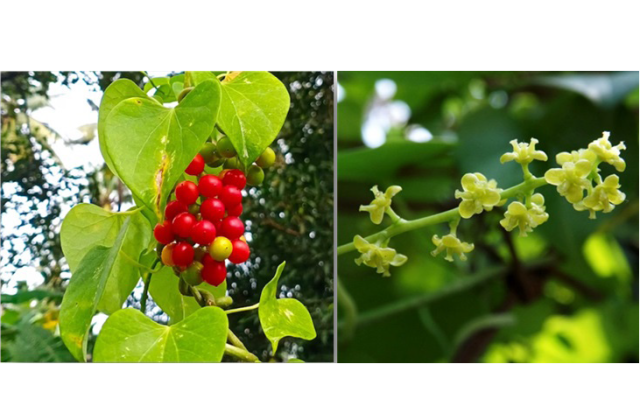 Fruit and flower of Tinospora cordifolia.