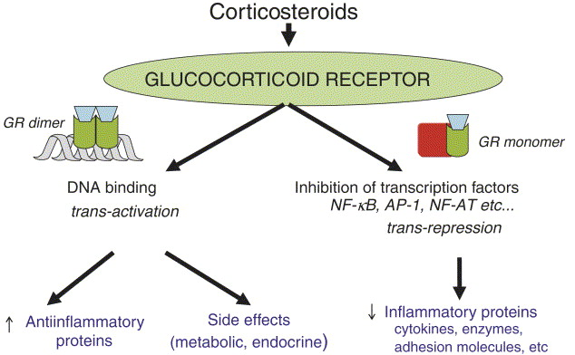 Mechanism of corticosteroids to reduce inflammation