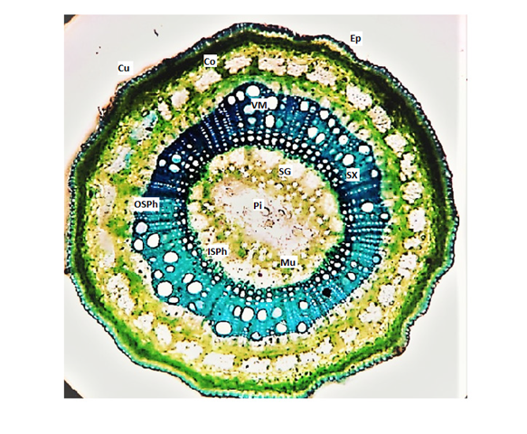 T.S of Secamone emetica young stem; Ep: Epidermis