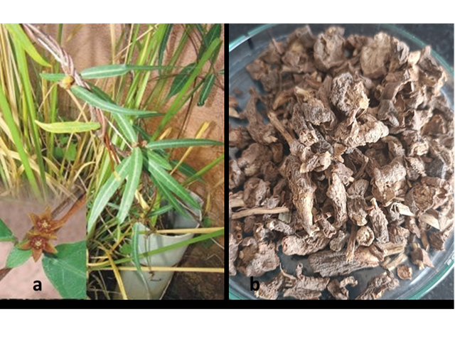 Hemidesmus indicus plants and dry roots.