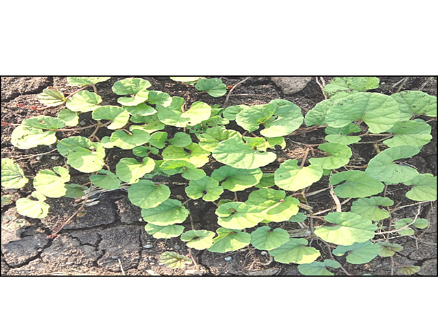 Ipomoea reniformis (Choisy), Convolvulceae.