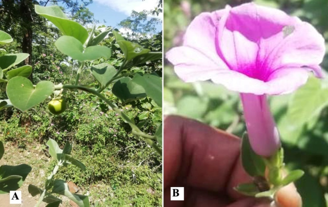 A. Fruiting twig; B. Flower