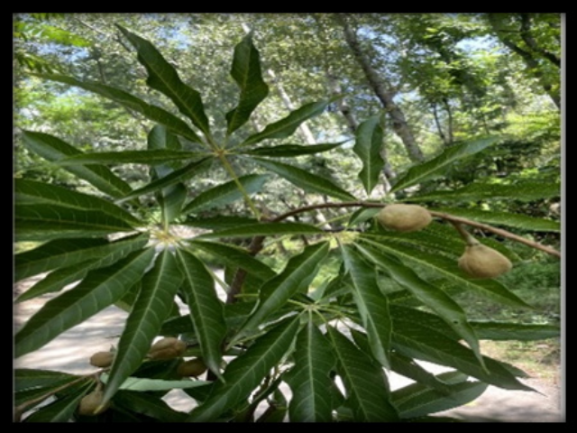 Aesculus indica