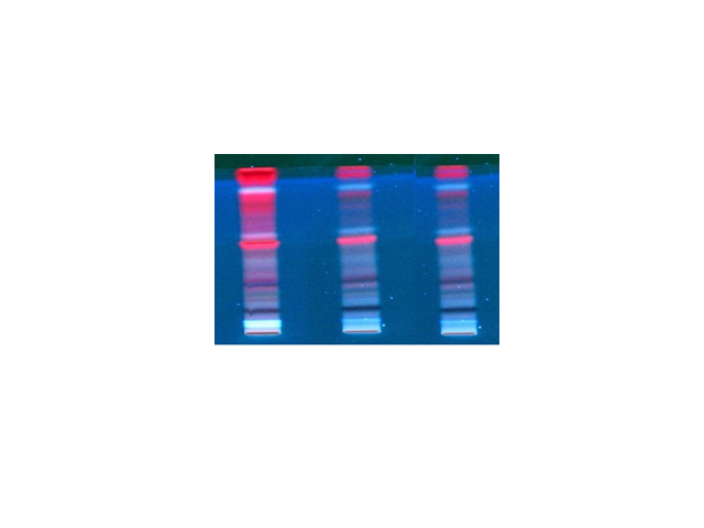 HPTLC MEAL fingerprint profile at 366 nm, where T1, T2 and T3 are the concentrations of 1 mg/mL solution in methanol developed on a silica gel G60 F254 plate in triplicates that were eluted with Toluene: Ethyl acetate: Methanol: Glacial acetic acid (55: 35: 10: 2) as the mobile phase.