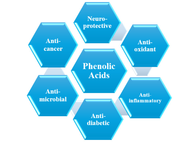 Different types of activities of phenolic acids.