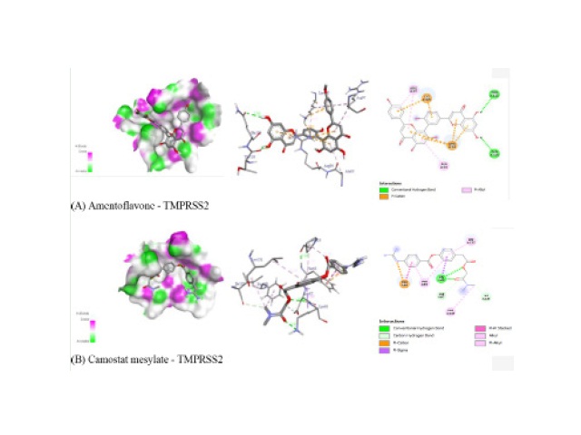 Interaction of amentoflavone and Camostat mesylate with human TMPRSS-2 protein