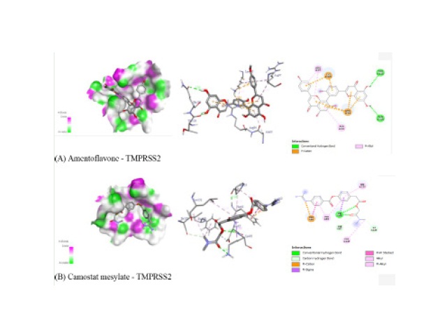 Interaction of amentoflavone and Camostat mesylate with human TMPRSS-2 protein