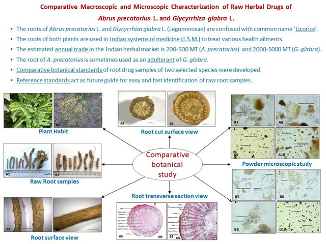 Comparative Macroscopic and Microscopic Characterization of Raw Herbal Drugs of Abrus precatorius L. and Glycyrrhiza glabra L.