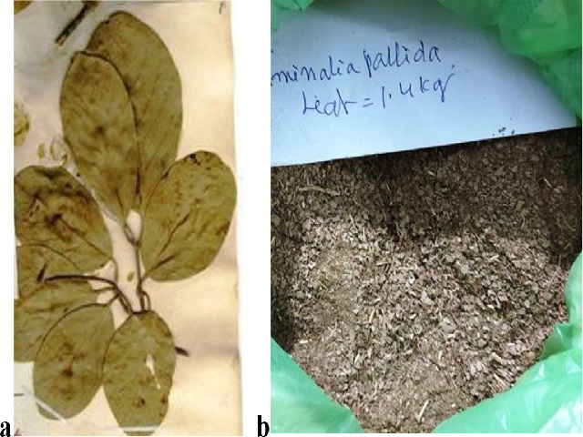 Plant material of T. pallida Brandis a) Plant leaf b) Leaf powder.