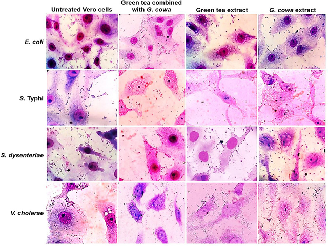 Giemsa staining of enteric pathogenic bacteria on Vero cells after being treated with the ethanolic extract of green tea combined with G. cowa, green tea extract and G. cowa extract, respectively, and comparing with the untreated control. Adhesion of bacteria on Vero cells observed under oil immersion microscope (100X) after staining with Giemsa stain.