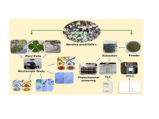 Schematic representation of pharmacognostical standardization of Marsilea quadrifolia L.