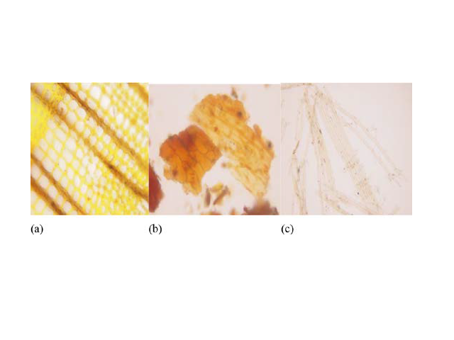 Photomicrographs (X 400) of C. deodara powdered drug showing microscopic characteristics. (a)Medullary