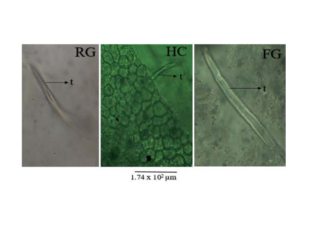 Trichomes (t) of Azadirachta indica across found in RG, HC and FG samples. Figure