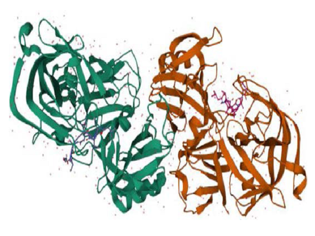 Three-dimensional illustration of the Hepatitis C viral -polymerase (PDB-3MWV)