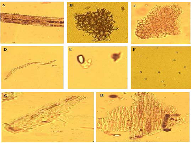 A: Lignified vascular bundles, B: Cork cells, C: Collenchymatus cells, D: Fibrous sclereids, E: Oil cells, F: Prismatic calcium oxalate crystals, G and H: Crystal fibers.