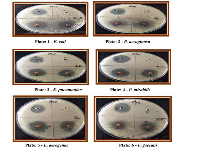 Inhibitory activity of oregano oil against organisms tested.