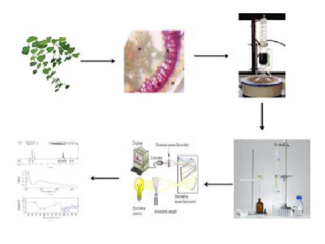 Graphical Abstract