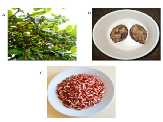 Terminalia catappa tree (B) Terminalia catappa fruits (C) Terminalia catappa Kernel.