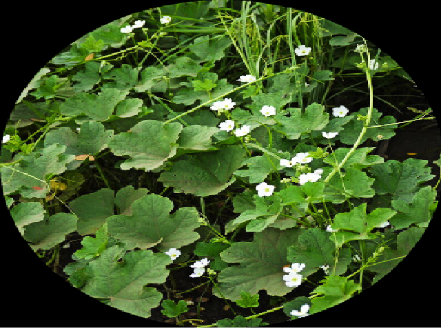 An annual herbaceous climber herb “Luffa echinata Roxb.”