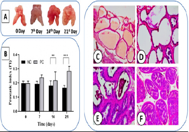 Induction of BPH in mice model by subcutaneous injection of testosterone (5mg/kg/day) and subsequent effect on (A) prostate weight and (B)