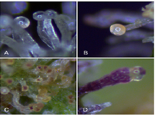 (capitate stalked translucent-milky trichome heads), B: CSTy-o (capitate stalked yellow-orange trichome heads), C: CSTdb (capitate