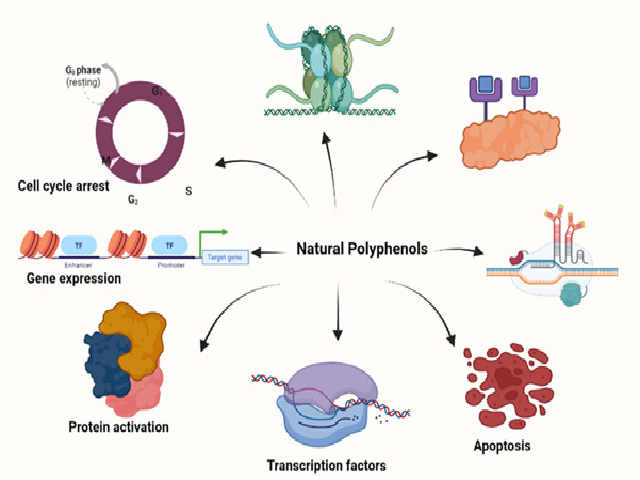 Anticancer properties of naturally occurring plant polyphenols.