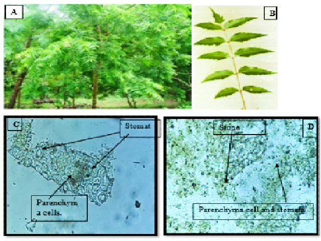 Neem tree, B) neem leaf, C) Microscopy of neem leaf by section cutting, and D) Microscopy of neem leaf by crushing.