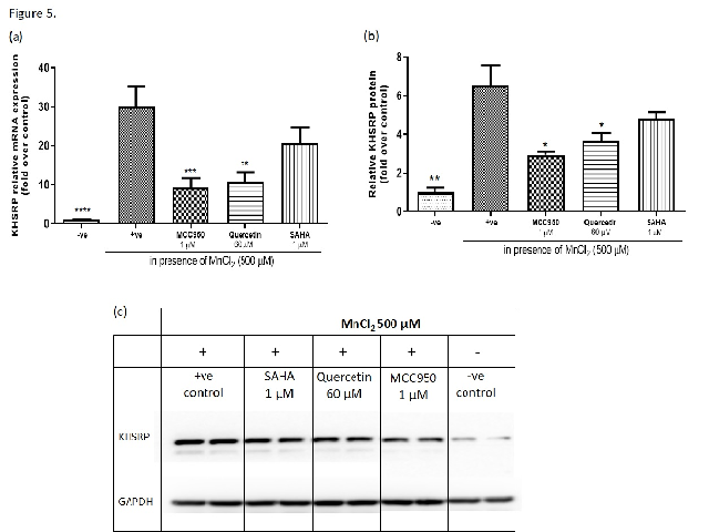 Impact of MnCl2 (250, 500, 1000 μM) on relative mRNA expression levels of KHSRP noticed by qPCR, after 24 hr (a), 48 hr (b), and 72 hr (c) of Mn