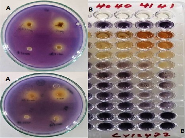 Quorum sensing inhibition (A) and violacein inhibition (B) plates