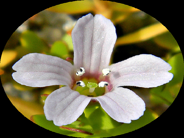 Flower of Bacopa monnieri.