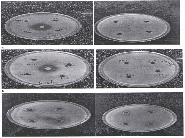 Antibacterial activity of H-ACV extract (100- 1000ppm) against S. aureus ; b) Antibacterial activity of H-ACV extract (100- 1000ppm) against E. coli ; c) Antibacterial activity of H-ACV extracts phytosomes (50-200ppm) against S.aureus and E. coli.