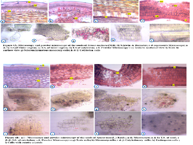 Microscopy and powder microscopy of the seeds of Senna uniflora (Mill.) H. S. Irwin and Barneby.& B. Microscopy and powder microscopy of the seeds of Senna tora (L.) Roxb.