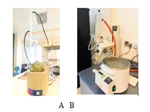 (A) Extraction of volatile oil, (B) Purification of extracted volatile oil.