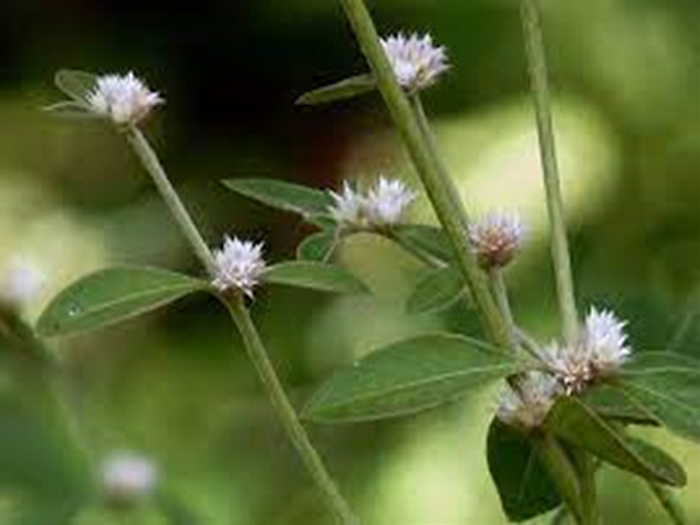 Alternanthera sessilis green.
